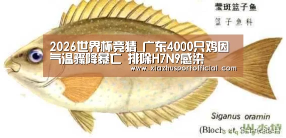 2026世界杯竞猜_广东4000只鸡因气温骤降暴亡 排除H7N9感染(图3) 世界杯买球